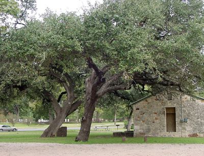 Kissing oak _ famous tree of Texas